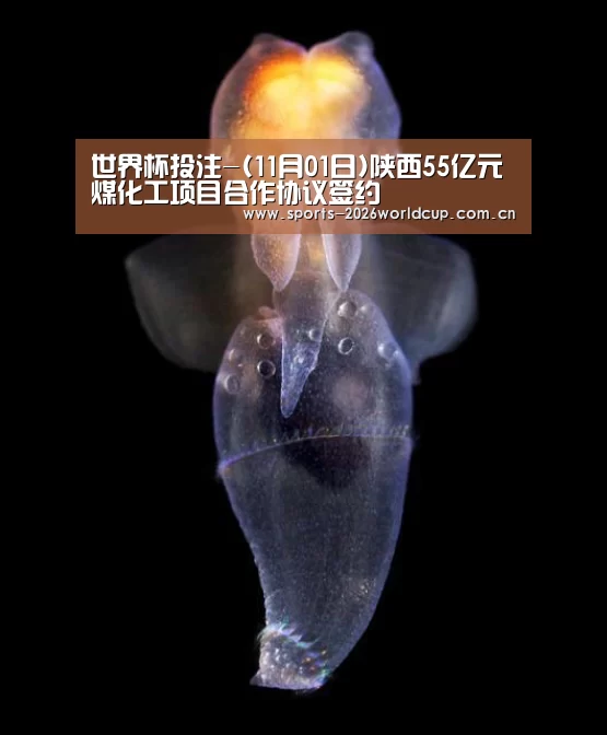世界杯投注-(11月01日)陕西55亿元煤化工项目合作协议签约(图2) 世界杯投注